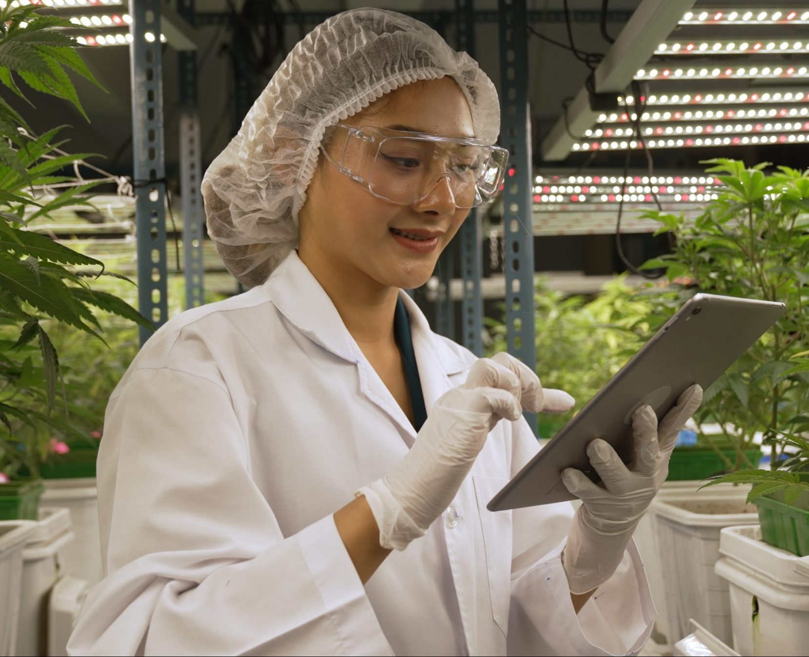 Scientist test cannabis product in curative indoor cannabis farm with scientific equipment before harvesting to produce cannabis products